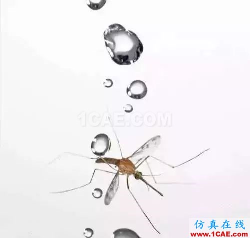 為什么蚊子永遠(yuǎn)不會被雨砸死？千萬別被孩子問住了！fluent分析案例圖片4