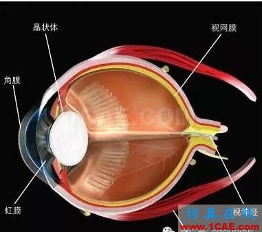 眼科醫(yī)生玩轉ANSYS Mechanical治療白內障ansys分析圖片1